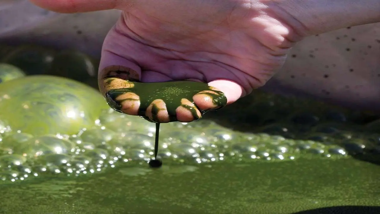 How Does Algae Grow