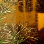 How to Get Rid of Brown Algae in Fish Tank