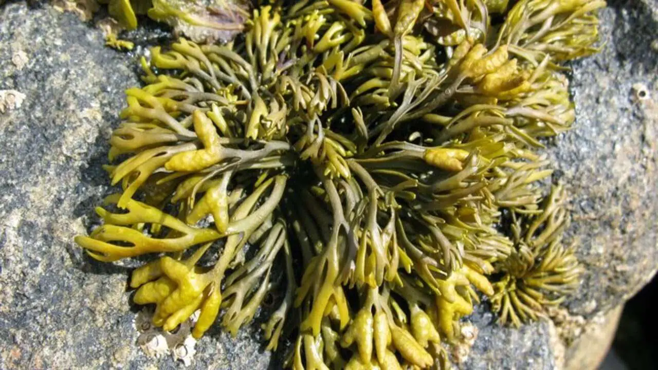Is Seaweed Algae