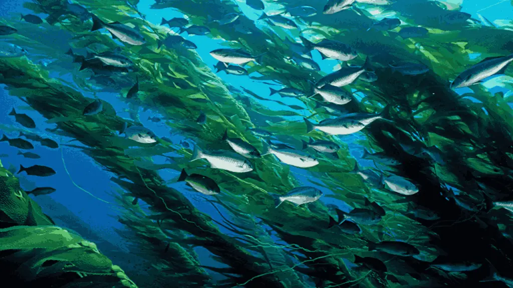 Kelp Forests 