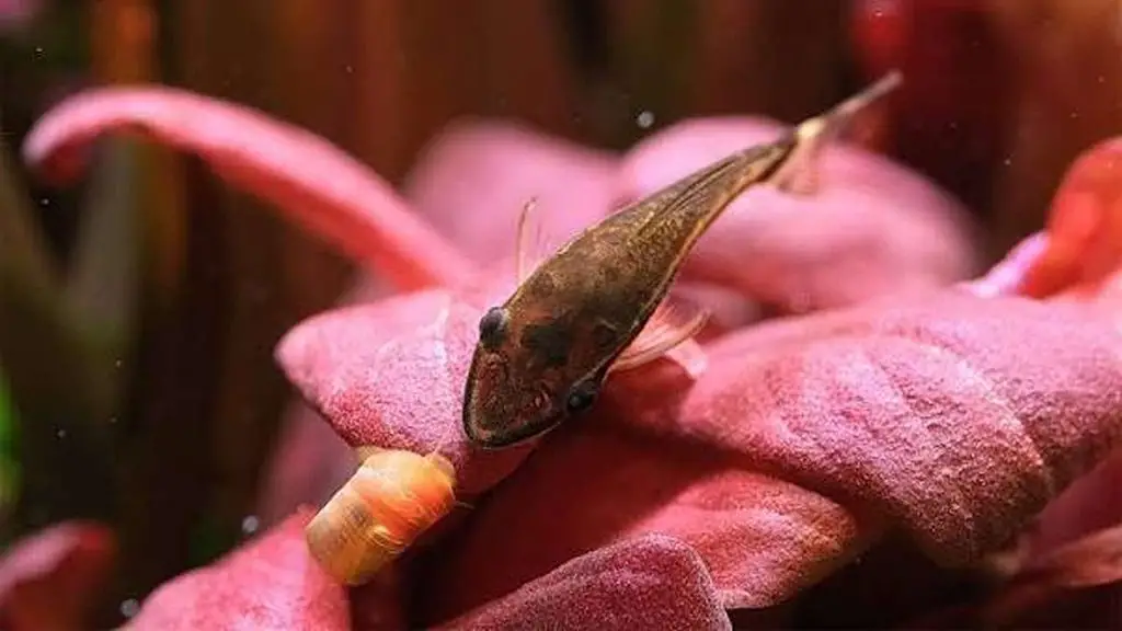 Otocinclus in tank