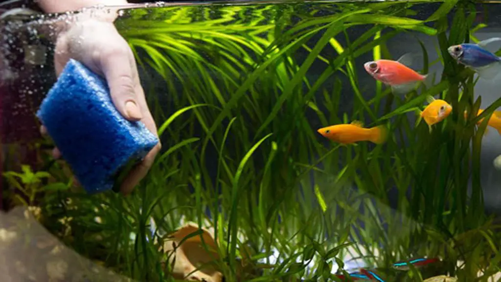 Regular Maintenance Practices of fish tank