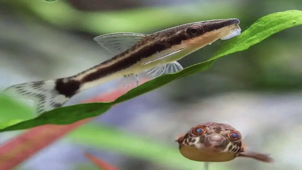 Should You Keep Otocinclus in Groups
