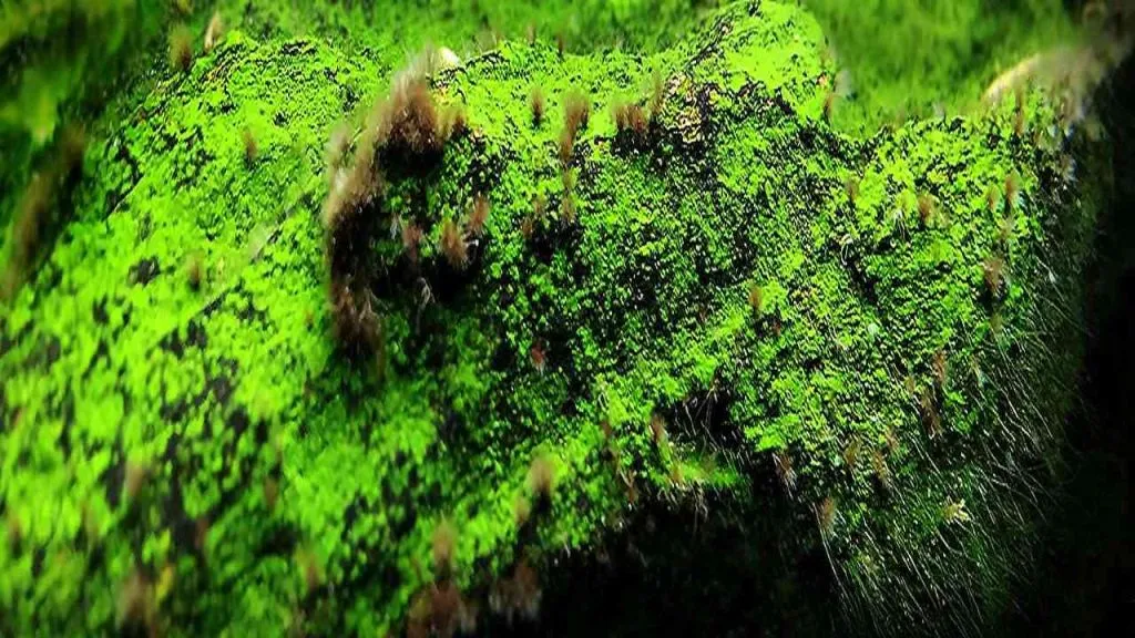Does Chlorine Kill Algae