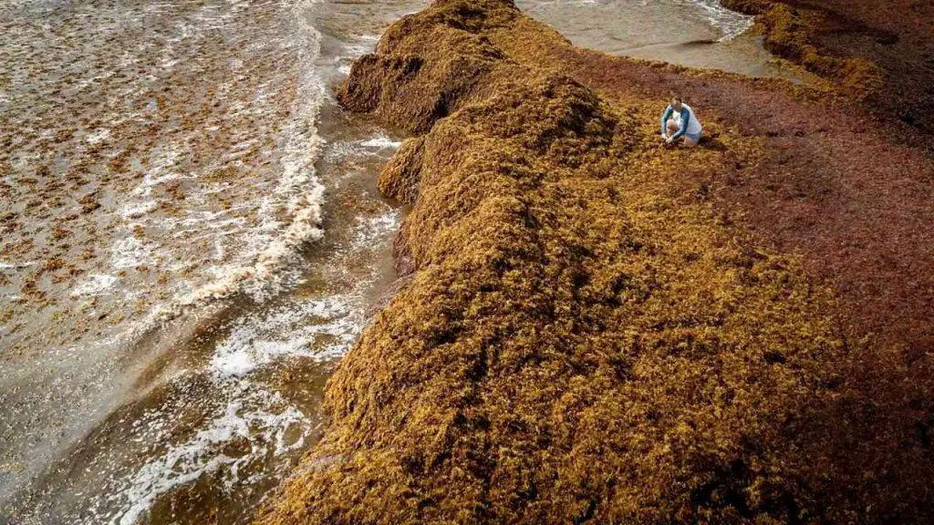  Decomposing Seaweed