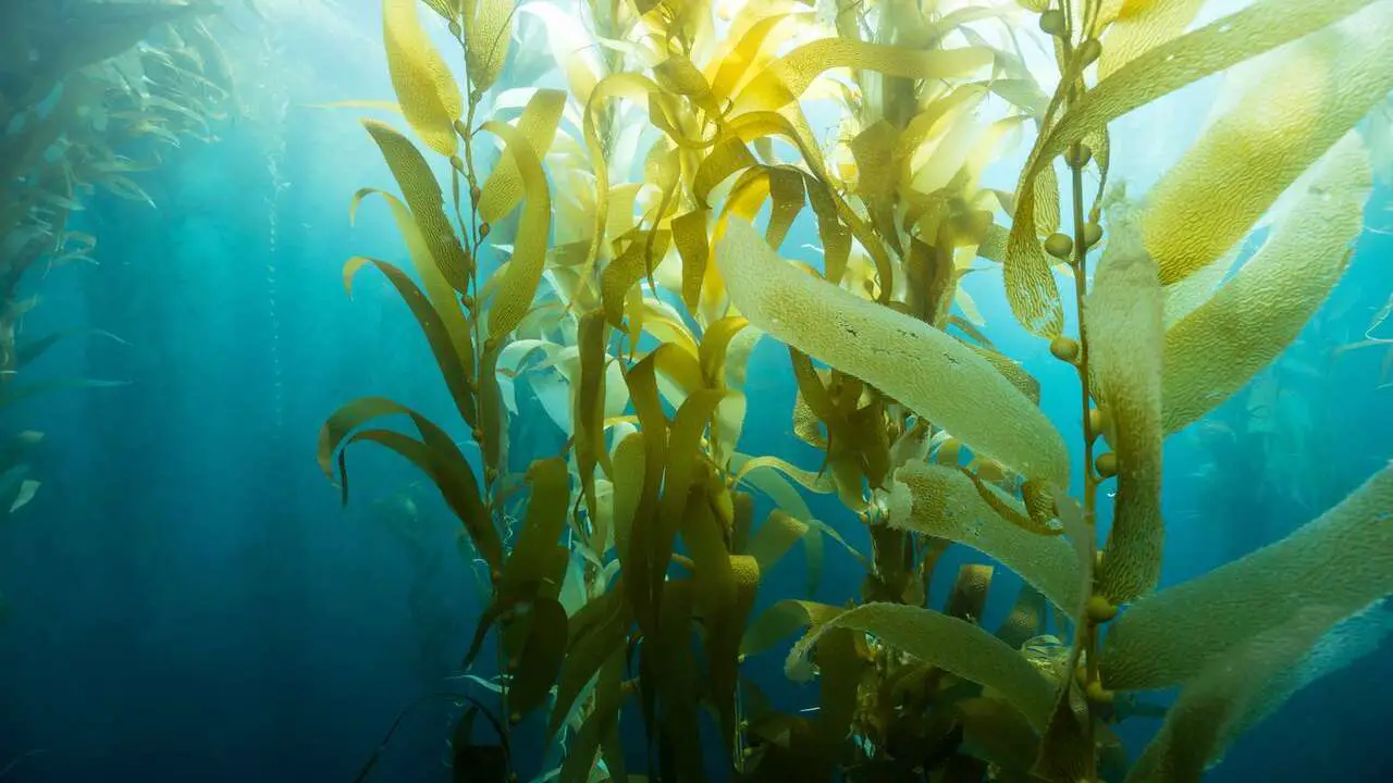 What Animals Eat Seaweed