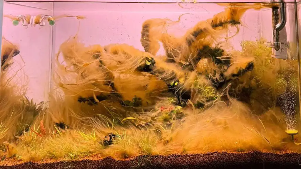 Why New Tanks Often Get Brown Algae