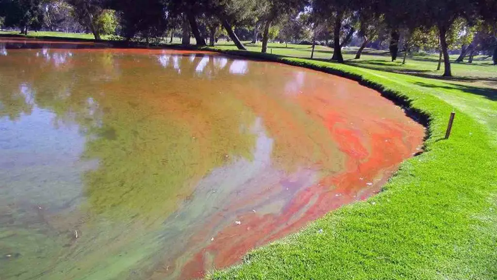 Why Red Algae is a Concern