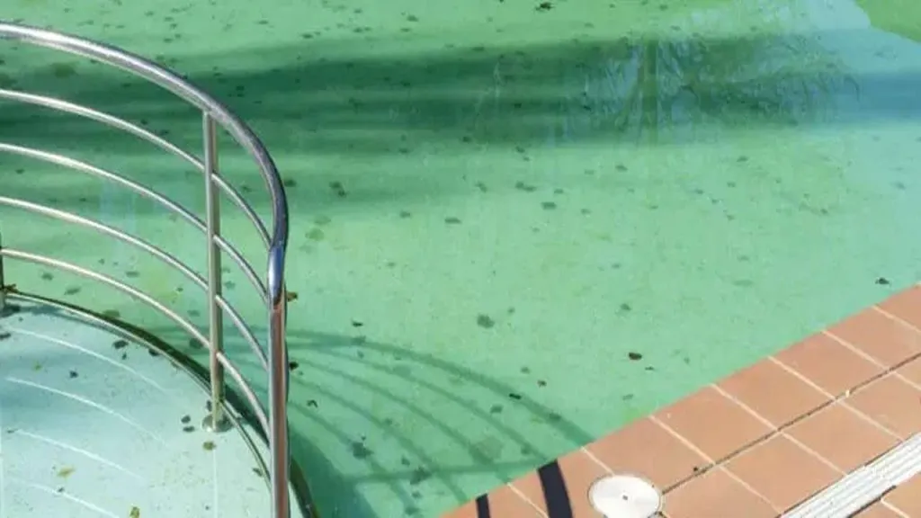 algae removal