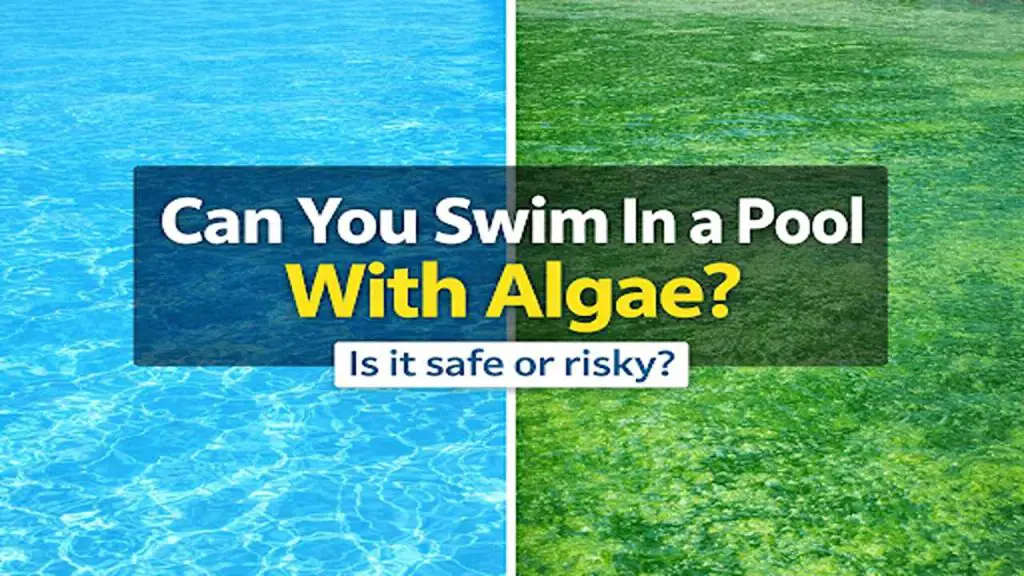 pool algae