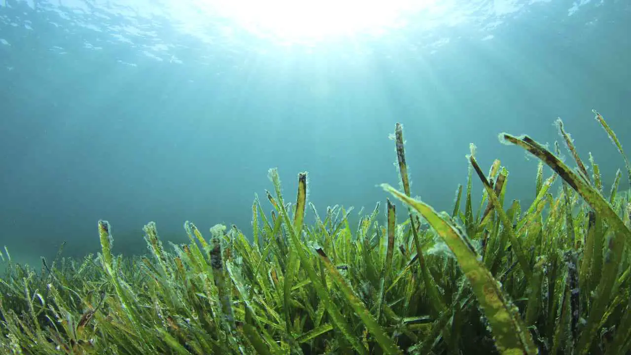 What Animals Eat Seaweed: Fascinating Insights