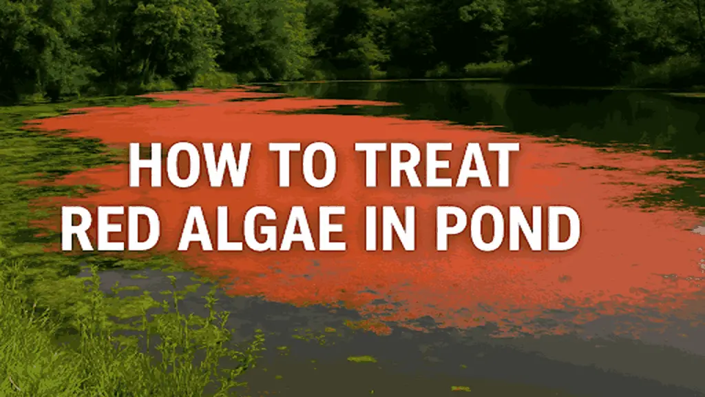 algae pond