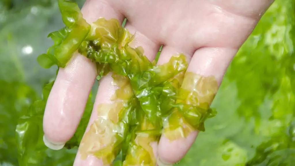 grabbing seaweed 