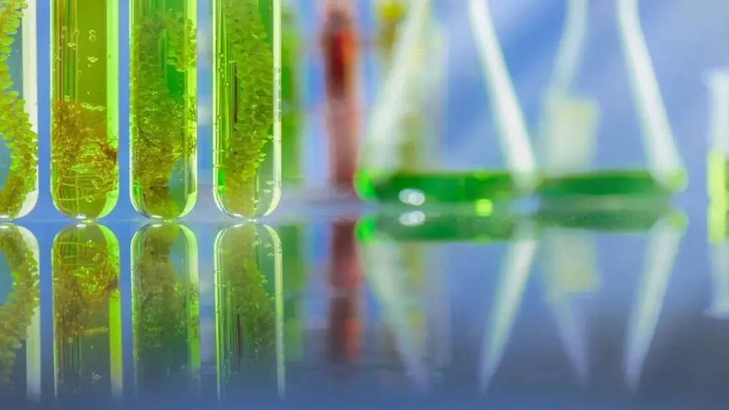 Seaweed Biofuel Production