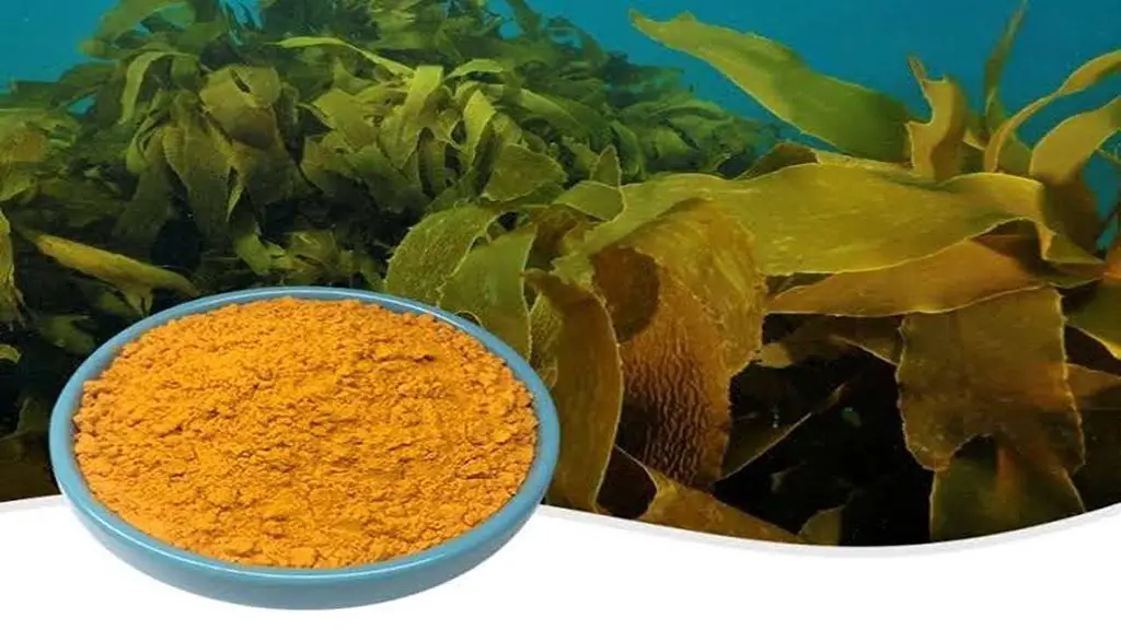 Fucoxanthin 