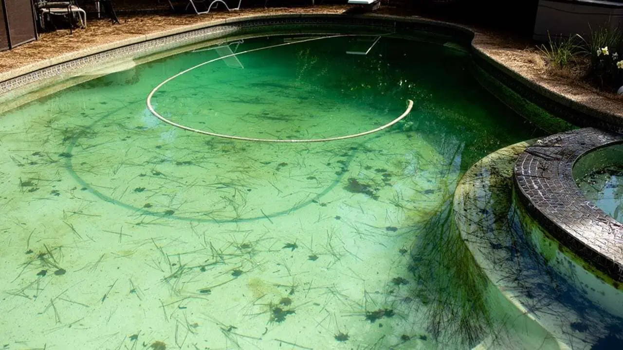 How to Get Rid of Black Algae in Pool