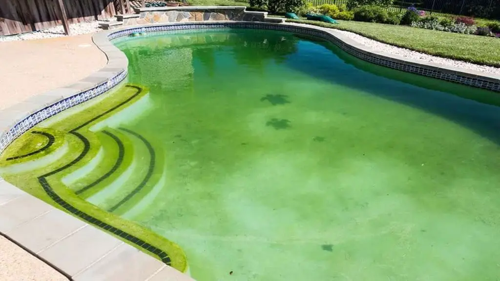 4. Identifying Yellow Algae Distinguishing It from Other Pool Issues