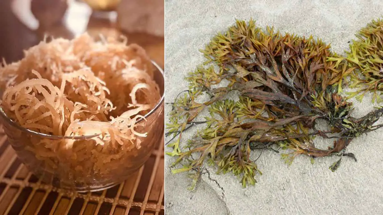Is Seaweed and Sea Moss The Same