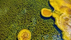 Is Yellow Algae Harmful
