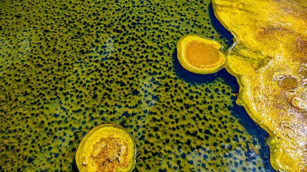 Is Yellow Algae Harmful [Ecological Impact and Health Risks]