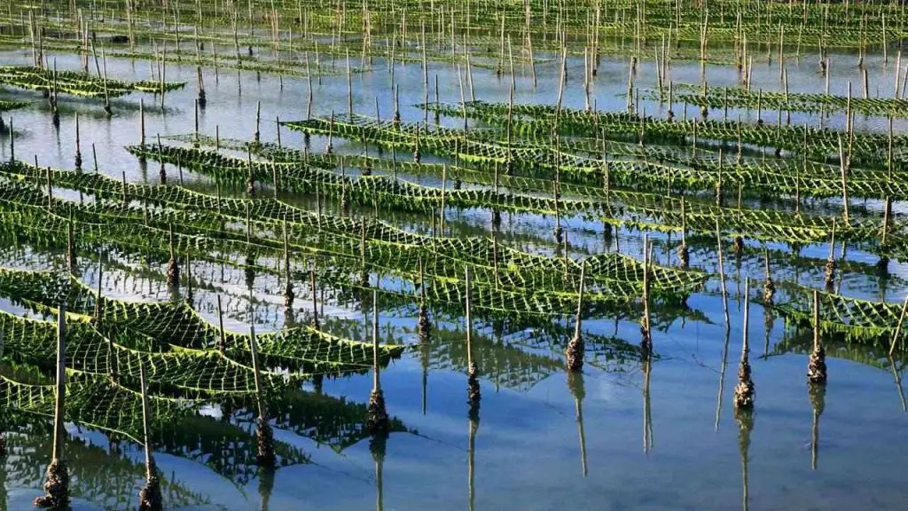 seaweed Cultivation