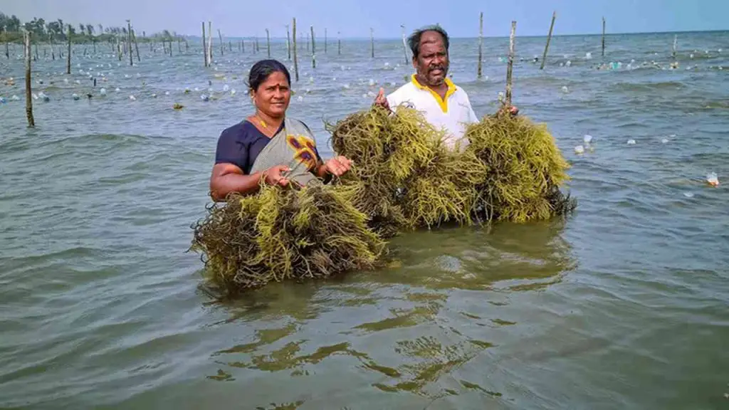 Seaweed Biofuel Initiatives