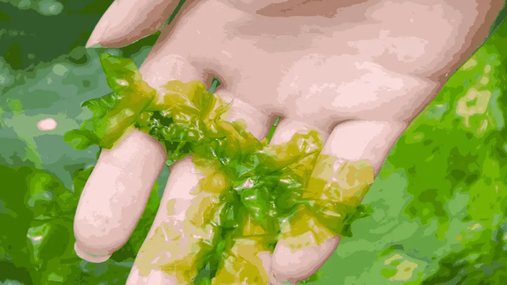 Seaweed's Therapeutic Properties