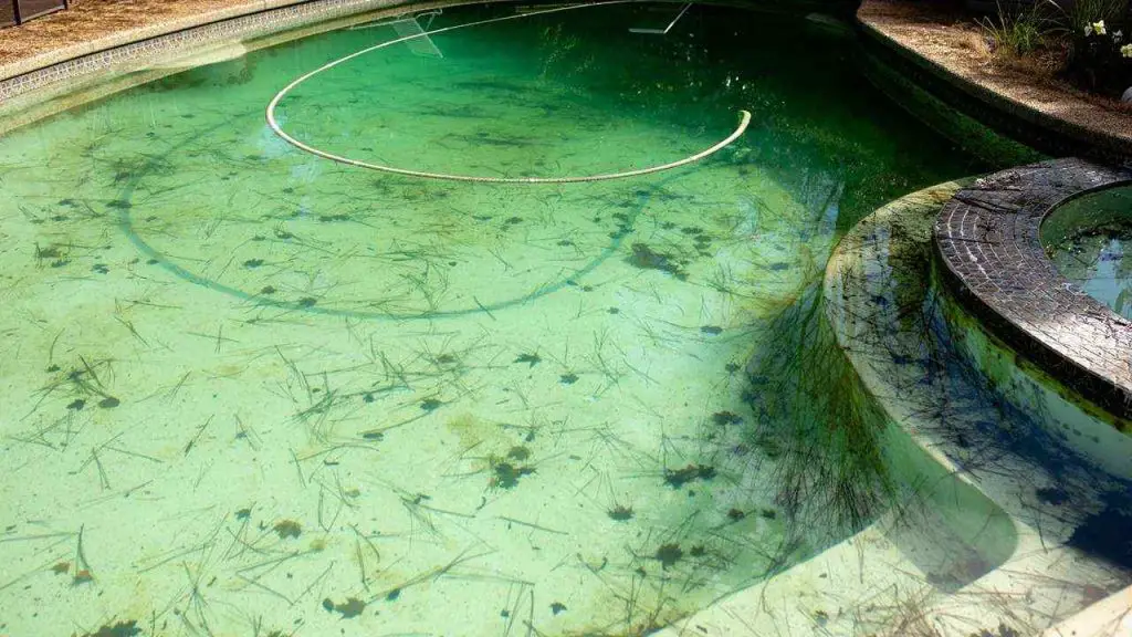 Tackling Stubborn Black Algae Spots 