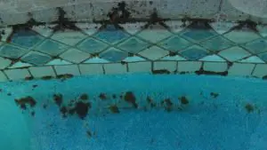 What Causes Black Algae in Pools