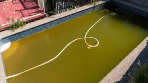 What Causes Yellow Algae in Pool