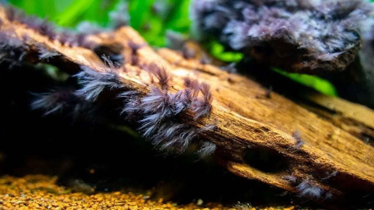 What Eats Black Beard Algae [Natural Enemies and Biological Control]