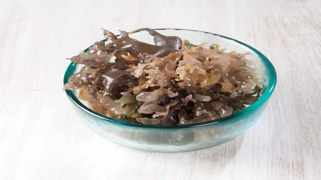 sea moss dish