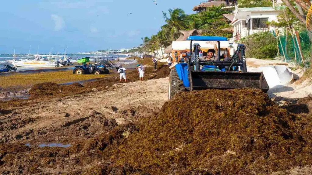 Seaweed Species Suitable for Biofuel Production