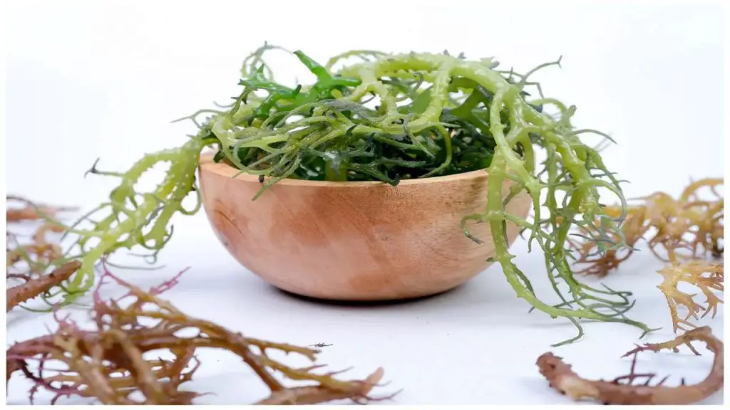 Benefits of Sea Moss for Menopausal Women