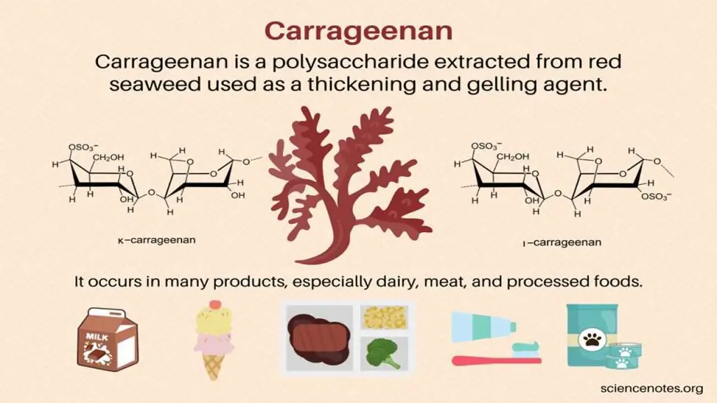 Carrageenan Concern in Sea Moss