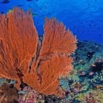 Does Algae Have Calcium