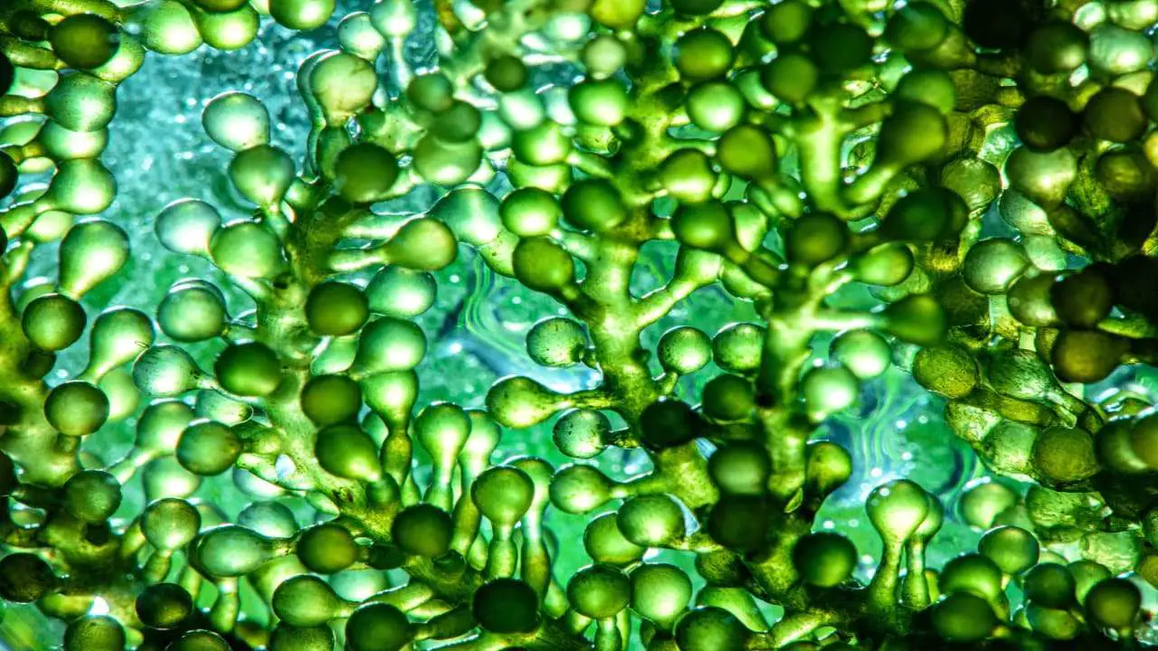Does Algae Have Omega 3 [Exploring Nutritional Benefits]