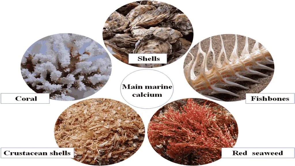 Implications for Bone Health Treatments