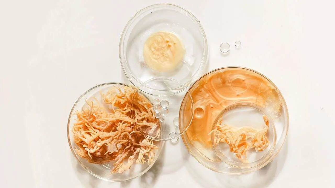 Is Sea Moss Good for Ulcerative Colitis