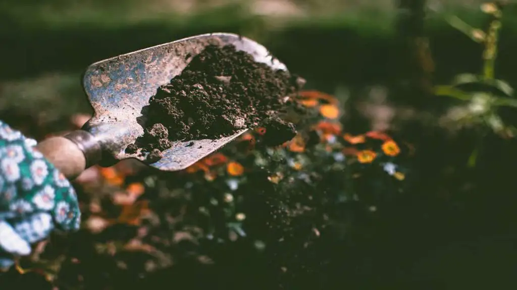 Seaweed Fertilizer