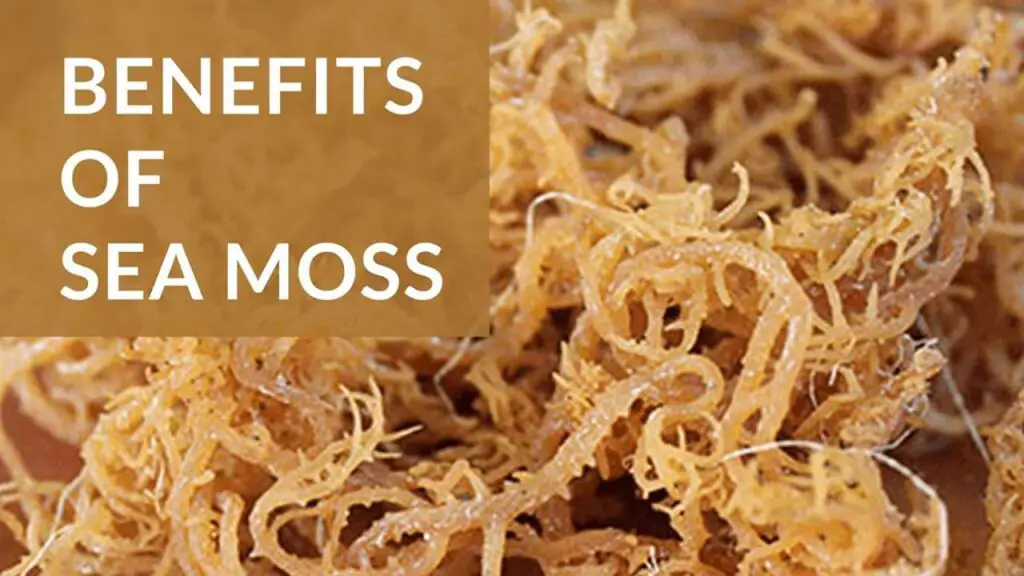 Benefits of Sea Moss for Anxiety