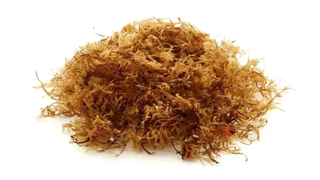 Safety and Considerations of sea moss