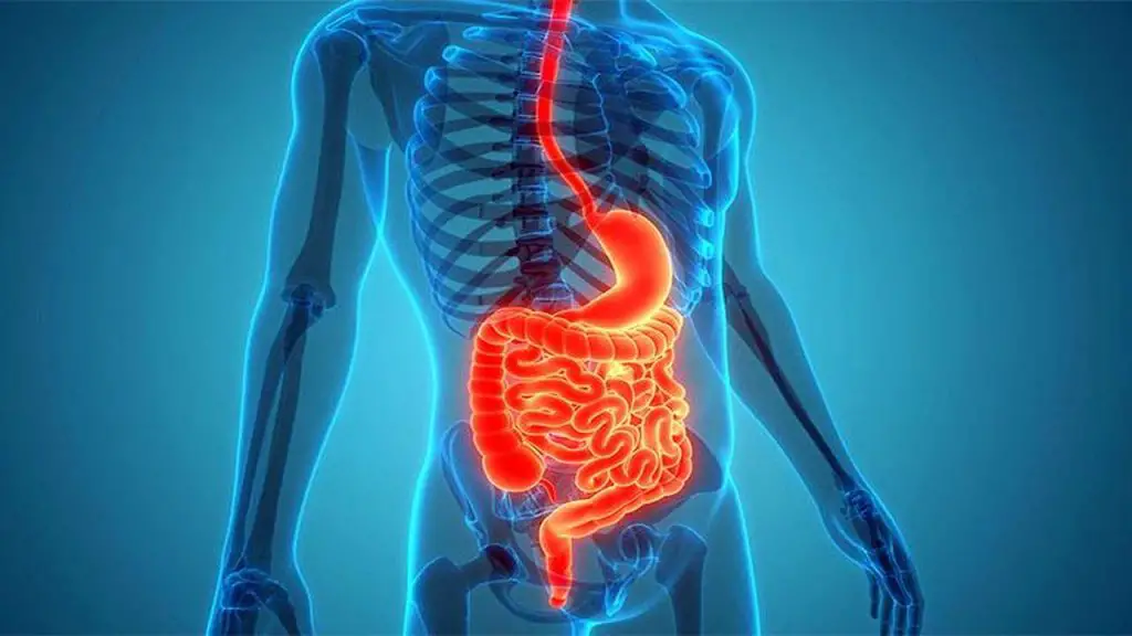 Digestive Health