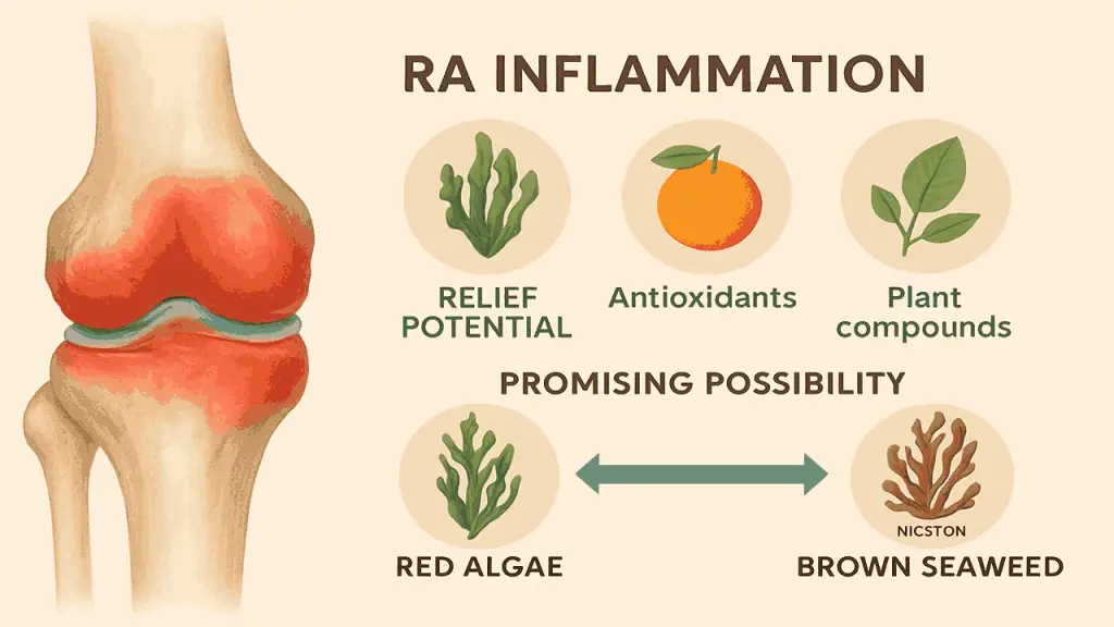 Sea Moss and Inflammation Potential Mechanisms Relevant to RA