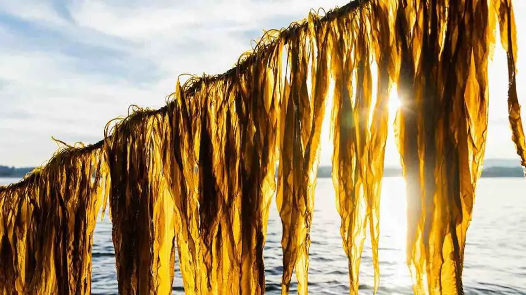 Seaweed in Aquaculture 