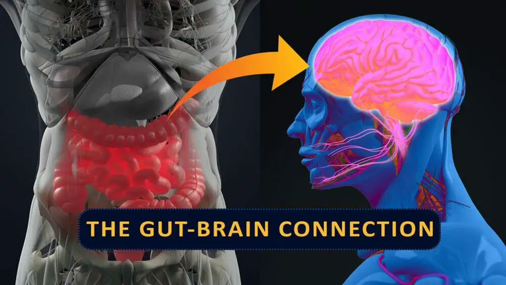  Gut-Brain Connection