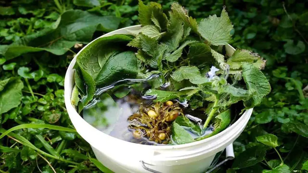 Top Seaweed Fertilizers 