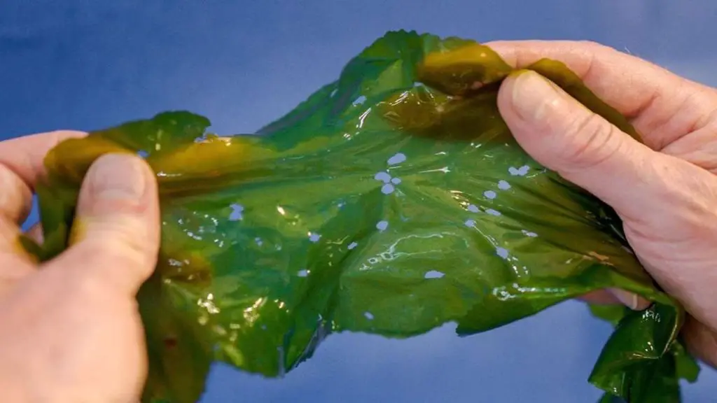 Algae-Based Calcium