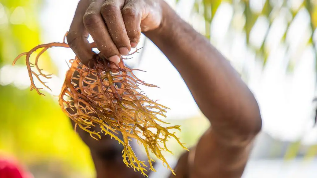 sea moss