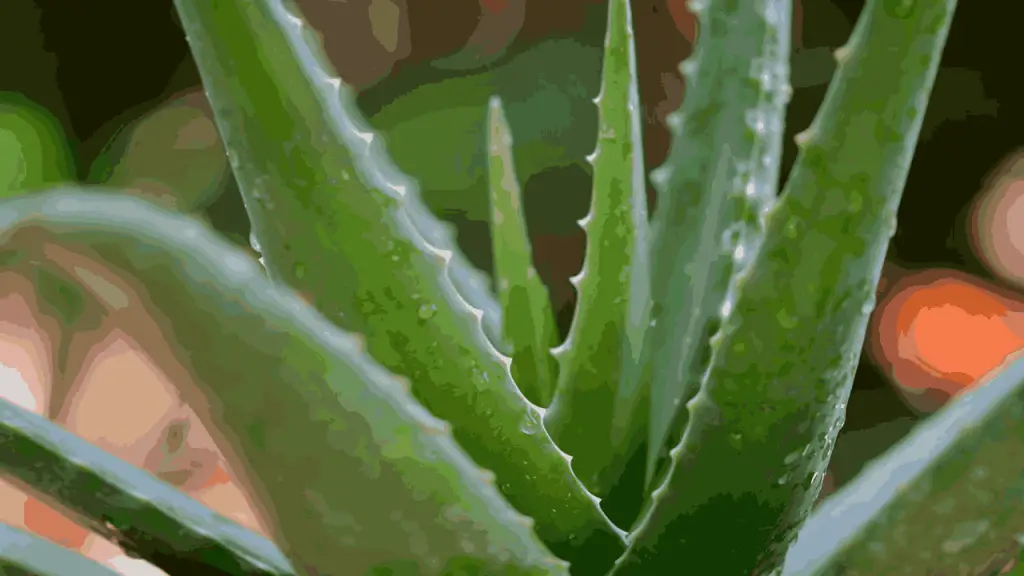 aloevera